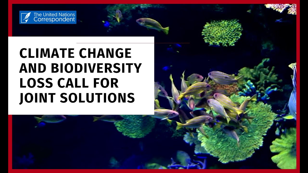 Climate change and biodiversity loss call for joint solutions. - YouTube