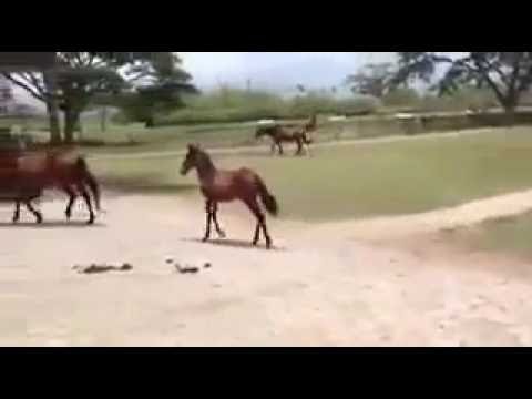 funny-little-horse-walk-:)-:)-:)