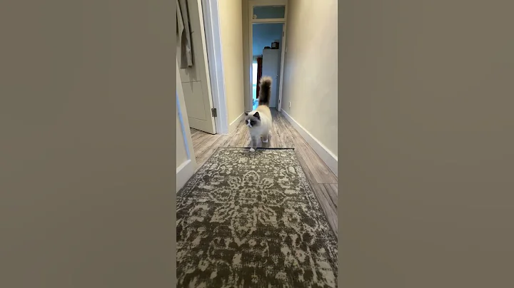 Video 6570471: pets walking, adorable cats