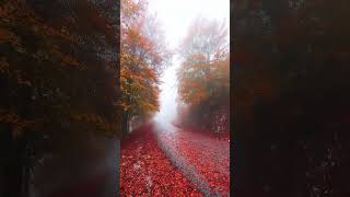 4 seasons#youtubeshorts #shorts #shortvideo #youtube #nature #seasons