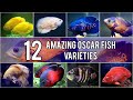 Download Lagu Different types of oscar fish MP3