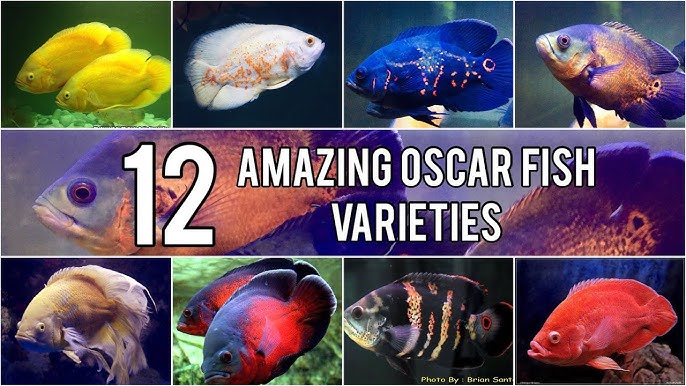 Types Of Oscar Fish