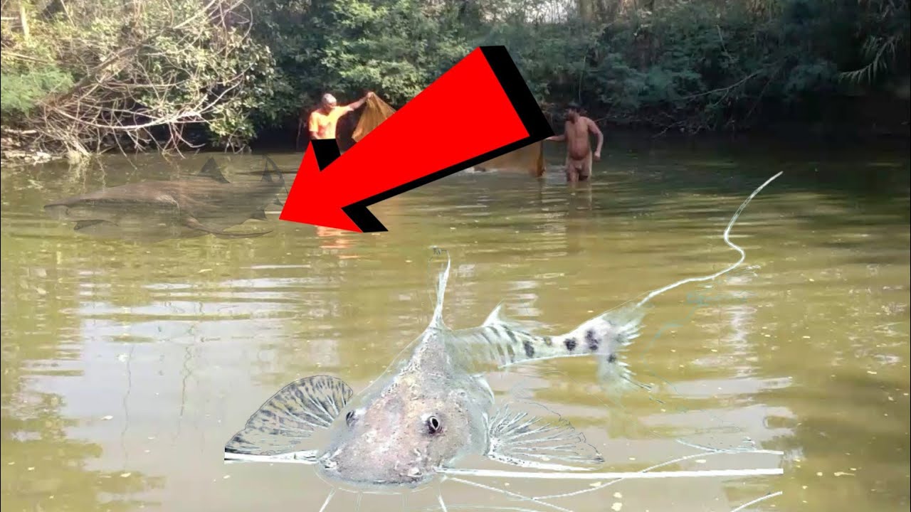 Fishing Video😱😲 Nice to see the incredible fishing scene of the