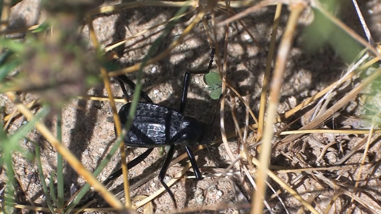Adesmia cancellata clathrata   2016 01 28