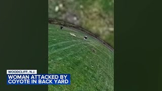 Woman attacked by coyote while outside with family dog in New Jersey