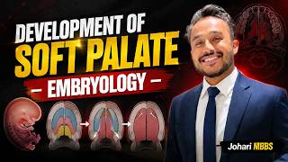 Development of Soft Palate Embryology MBBS 1st Year | Development Of Head and Neck | Johari MBBS screenshot 5