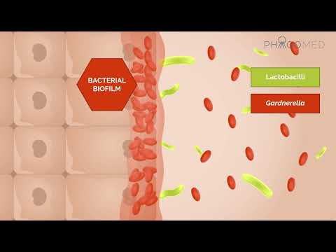 Video: Infeksion Bakterial (B. Bronchiseptica) Tek Macet