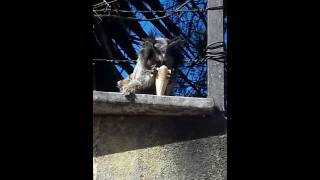 Macaco Chupando Sorverte