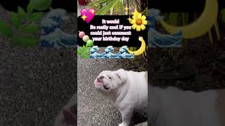 ✨stop scrolling! ✨ #dog #bulldog #cool #cute #funny #shortsfeed #scroll #fyp #shorts