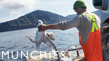 Is seagull meat good?