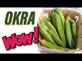 Best okra stew