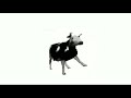 polish dancing cow but it's sped up by 80x