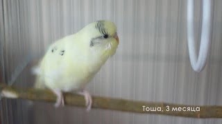 Весёлое пение волнистого попугая Тоши в 3 месяца by Тоша-картоша 2,218 views 8 months ago 12 minutes, 41 seconds