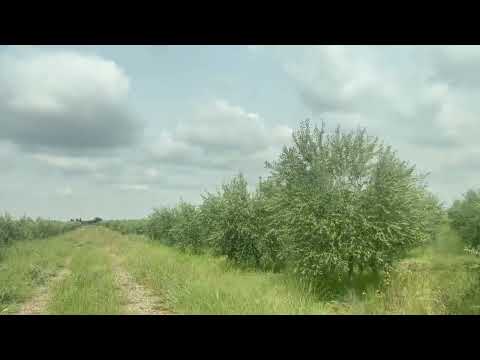 شجرة الزيتون مسافة الغرس 7 7 العمر 5 سنوت بفضل توجيهات وبرنامج العمل المحكم النتائج بدون تعليق