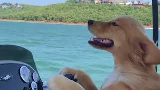 Golden Retriever Takes Driving Seat of Boat - 1002163