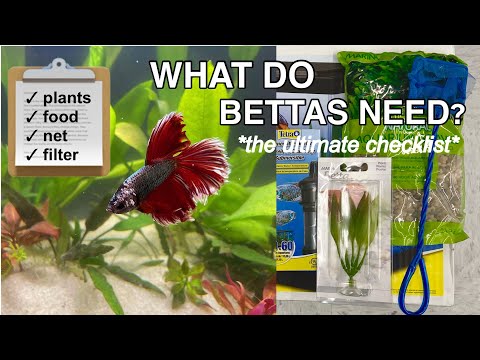 Βίντεο: Betta Fish Supplies List