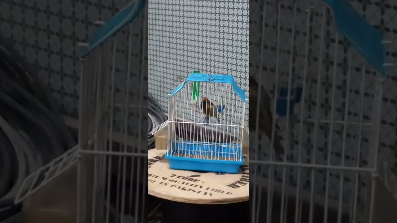 gulsar non stop singing Red head pulisas serin 