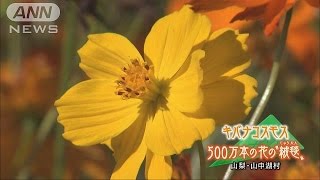 500万本のキバナコスモス　富士山の麓で満開に(16/10/02)
