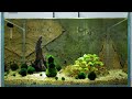 Ep. 3 Igloo Tank (New Pair of Umbrella Cichlids and What I Feed Them)