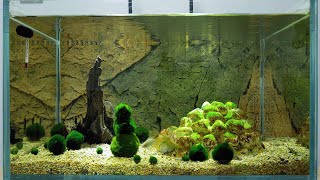 Ep. 3 Igloo Tank (New Pair of Umbrella Cichlids and What I Feed Them)