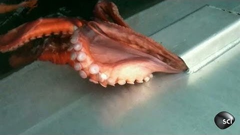 Octopus Houdini | Outrageous Acts of Science