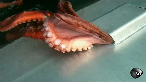 Octopus Houdini | Outrageous Acts of Science