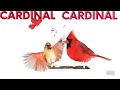 Cardinal cardinal