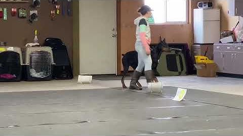 AKC Rally Intermediate Course #3