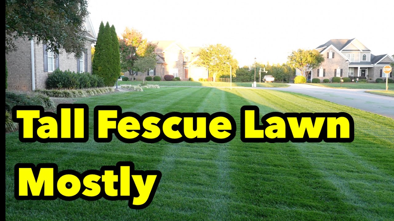 Tall Fescue Lawn Striping What To Do Next YouTube tall-fescue-lawn-striping-what-to-do-next-youtube