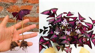 Oxalis traingularis Propagation from single leaf  in simple way | How to grow oxalis traingularis