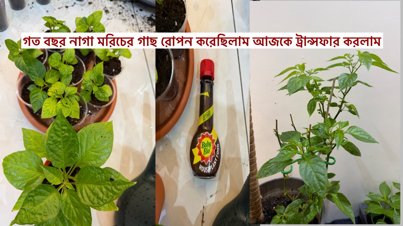 গত বছর নাগা মরিচের গাছ রোপন করেছিলাম আজকে ট্রান্সফার করলাম