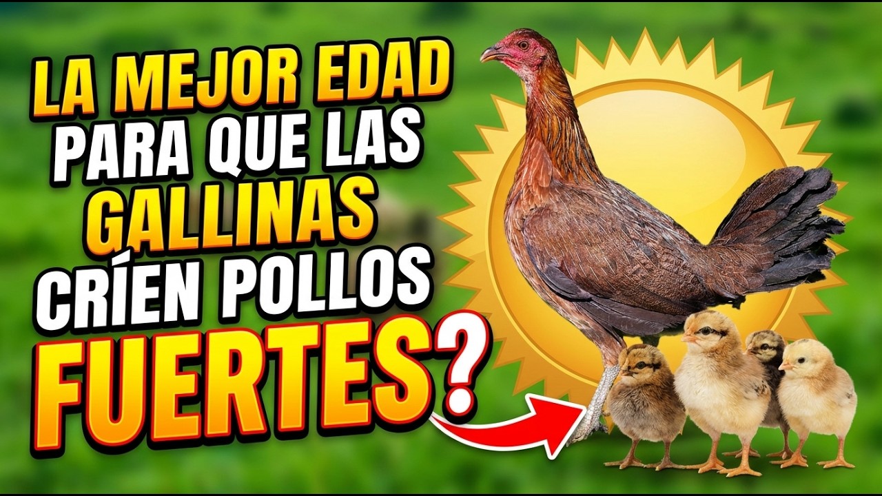 La Mejor Edad Para Las Gallinas Para criar pollos Fuertes