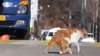 Stray Cat's Leg Broken by Villain, Mate Stays, Guards Faithfully Through Food Struggles