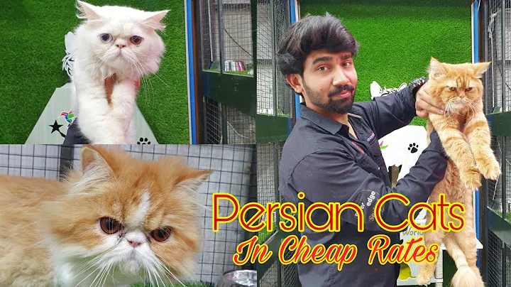 Watch the video about Persian Cats Available In Cheap Rates || Persian Kittens || Cat food , Dog Food