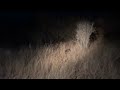 2025 7 18 PM P Londolozi Honey Badgers 2025 7 18 PM P Londolozi Honey Badgers