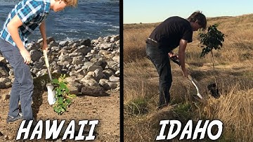 Planting a Tree in EVERY STATE for #teamtrees