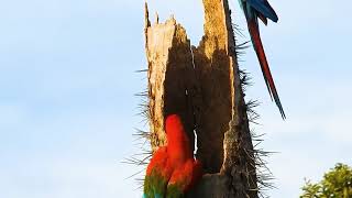 Wow.!!beginilah kehidupan burung macaw di alam bebas..!