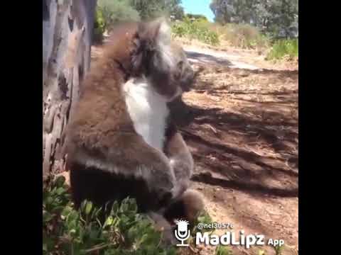 Koala cagando