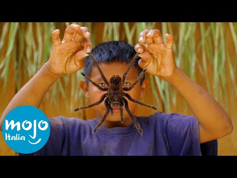 Video: Il ragno più pericoloso del mondo (foto)