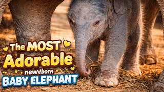 The Most Adorable Newborn! 🐘Baby Elephant’s First Playful Moments ❤️