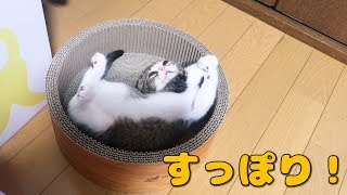 爪とぎの新しい遊び方を発明した子猫【スコティッシュフォールド】