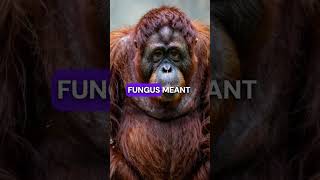 Zoo Animals Dying from Mystery Respiratory Disease