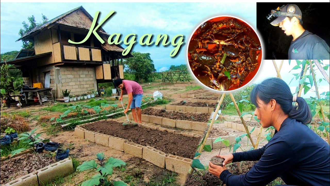 Ep.607- Nagtanim ng Bagiuo beans at mustasa sa bahay kubo | nangilaw ng talangka | bukids