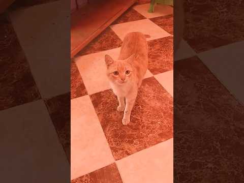 الهير الفخامة وتيق بينفس