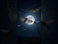 Why Insects Follow Moonlight at Night? 🌙🦋#insects