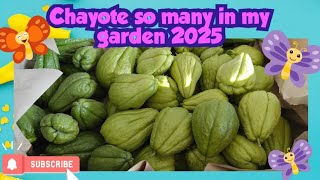 Quick guide planting chayote in Germany || Tasty chayote