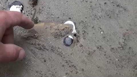 ONCE IN A LIFETIME FIND AMAZING ARROWHEAD!!!!!!!!!!