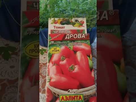 Видео: Хар улаан лооль, сорт: 