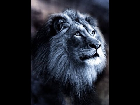 hallelujah cloverton with lyrics doovi cloverton hallelujah christmas youtube