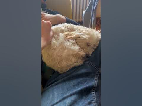 В отрубе жестком 😴 #cute #dog #pets #виделивидео #puppy #nicedog - YouTube